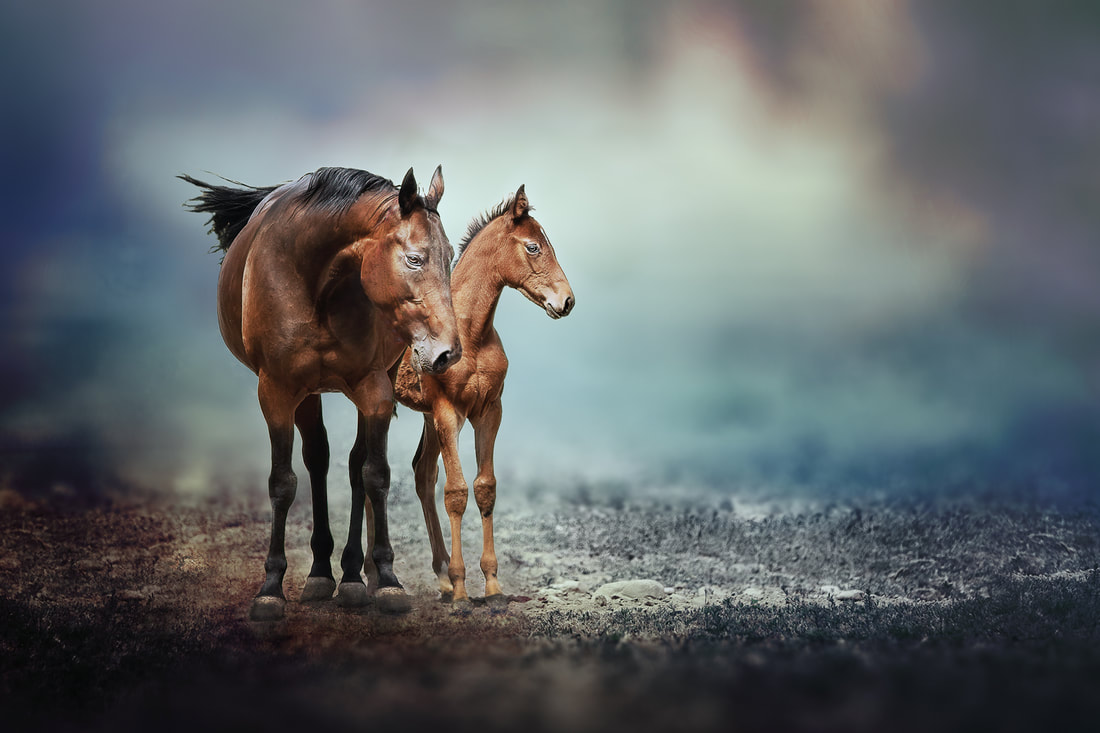 Mother horse with foal
