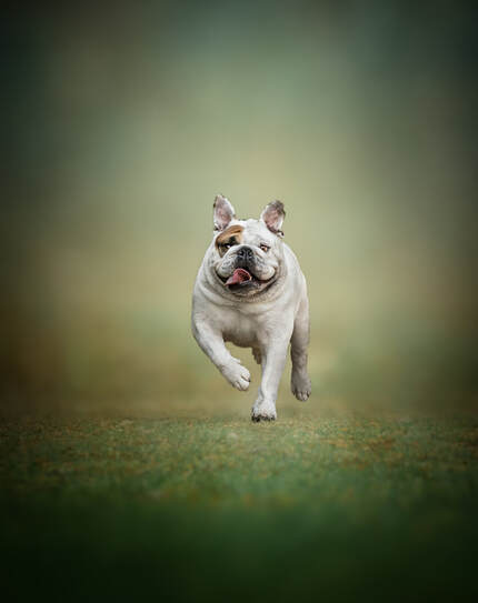 English Bulldog running towards camera