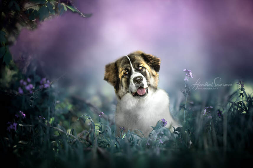Great Pyrenees mix in flowers