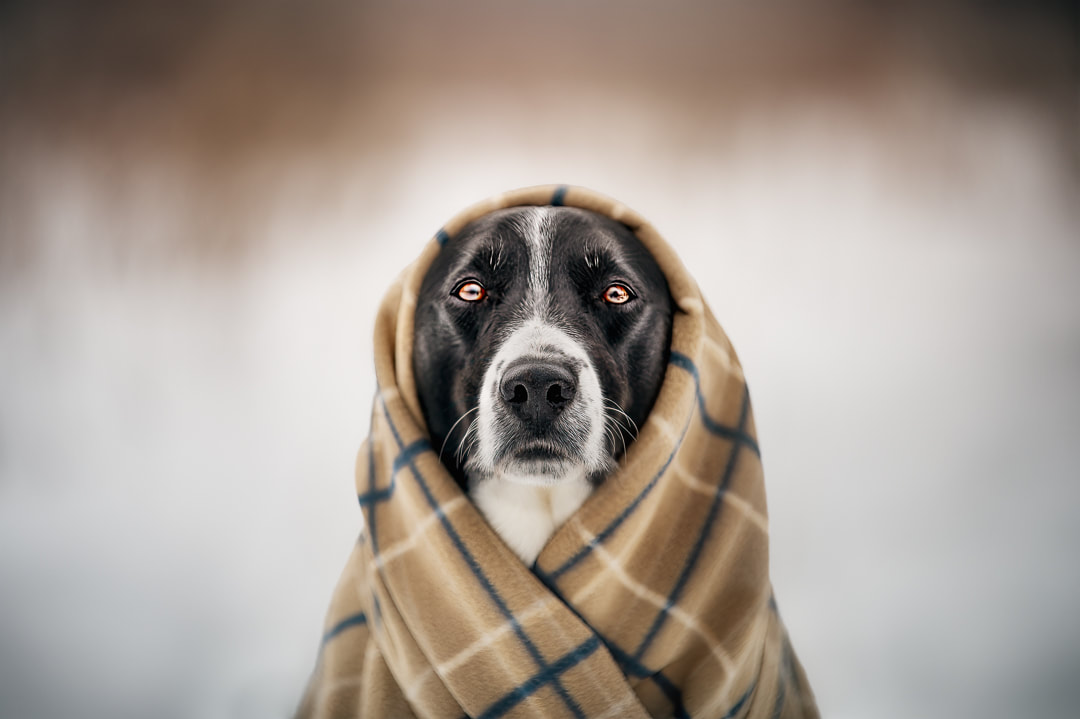 Border Collie wrapped in blanket
