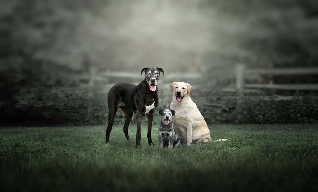 Three dogs pose as a family portrait on the farm