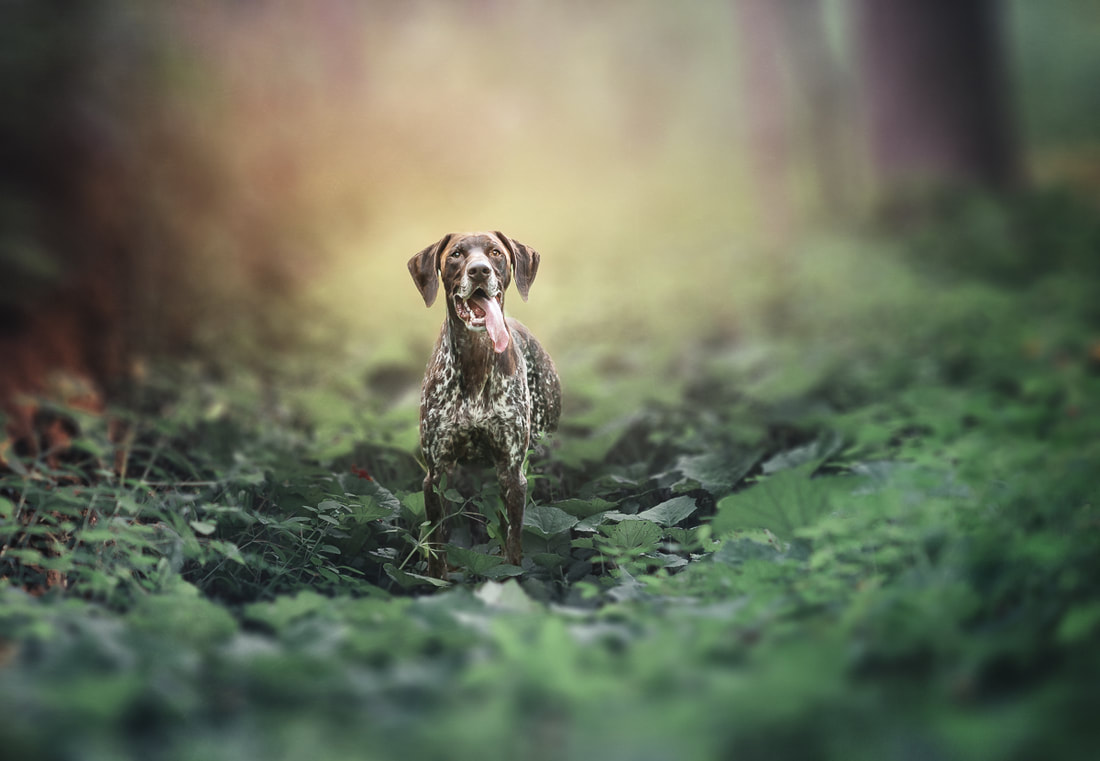 German Shorthaired Pointer poses in the forest.
