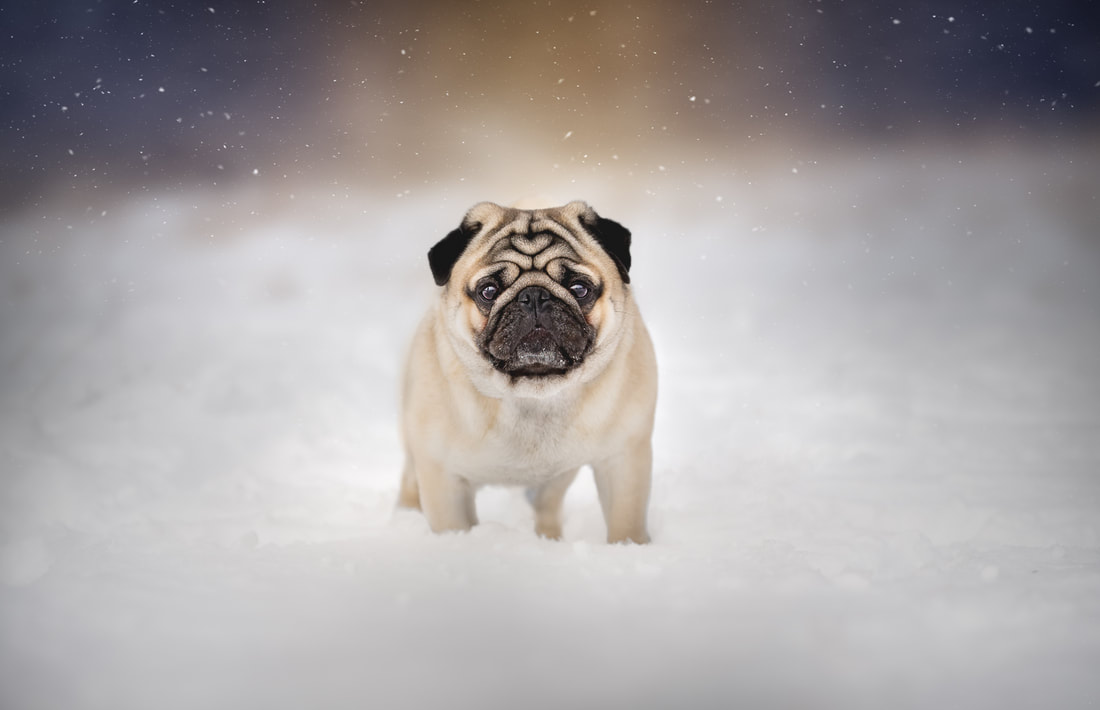 Fawn pug in the snow