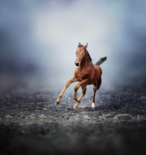 Portrait of a horse foal frolicking