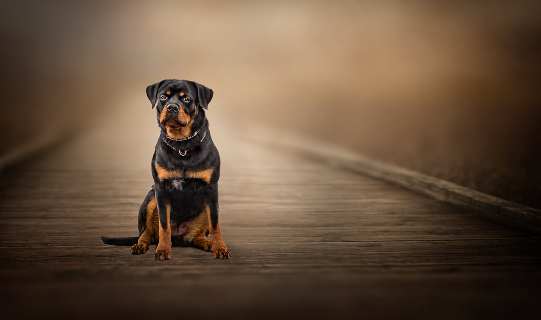 One year old female German Rottweiler with undocked tail