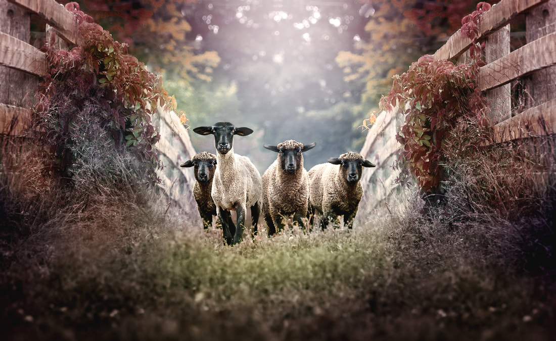 Group of four sheep on the farm in autumn