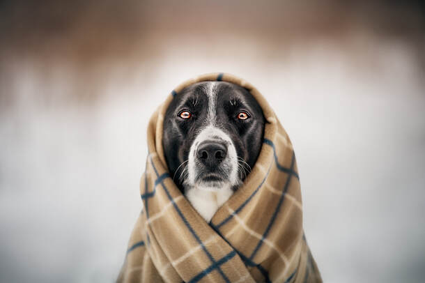 Border Collie Labrador cross peeks through a blanket in the snow