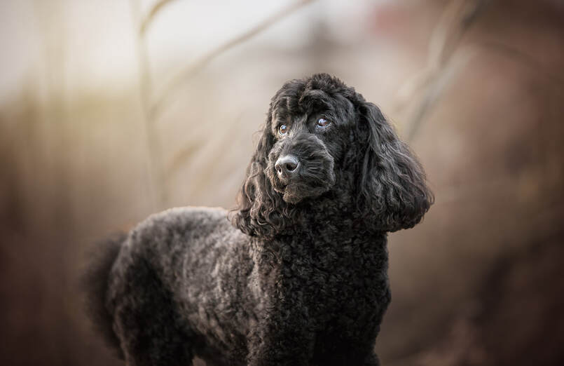 Miniature Black Poodle portrait