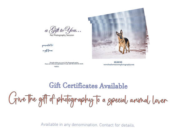 Pet photography gift certificates