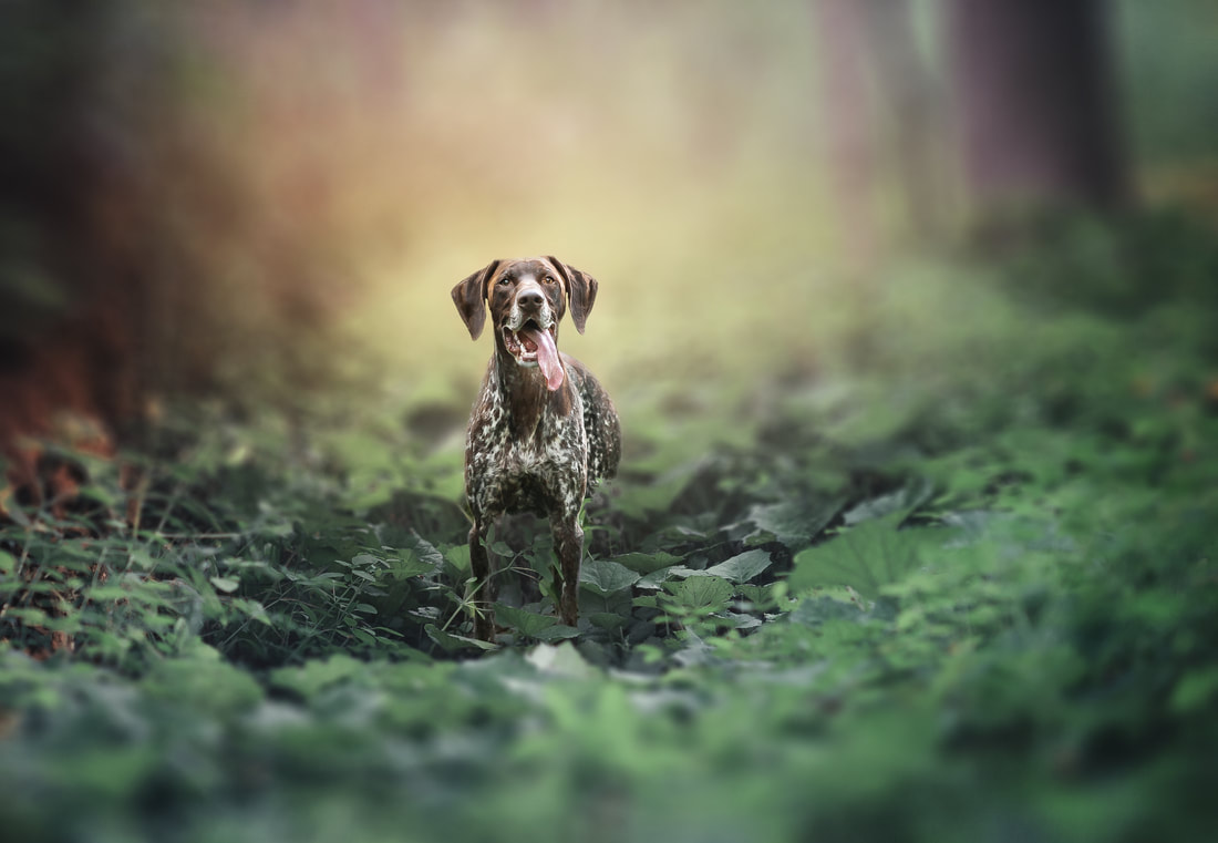 German Shorthaired Pointer in wooded area