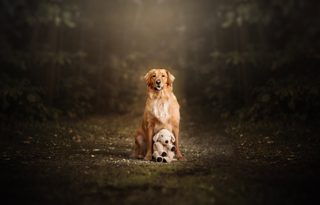 Golden Retriever female with stuffed toy in woods