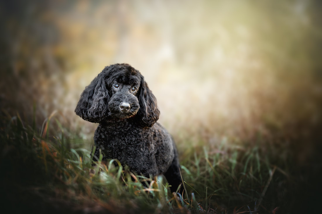 Black miniature poodle in grass