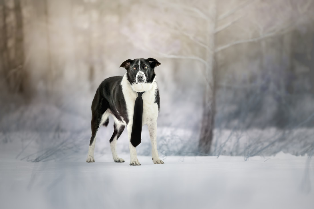 Border Collie wearing tie in winter woodland scene